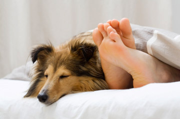 neutralize pet dander prevent pet allergies remove pet odour carpets eliminate cats smells fabric dog smells furnishings